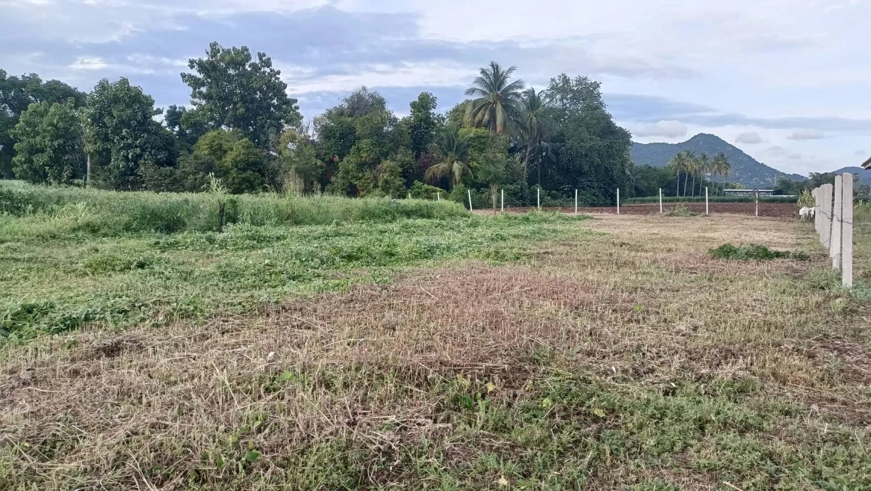Bauland in Takhli mit Palmen, Zaunlinie und Hügelkulisse in Thailand